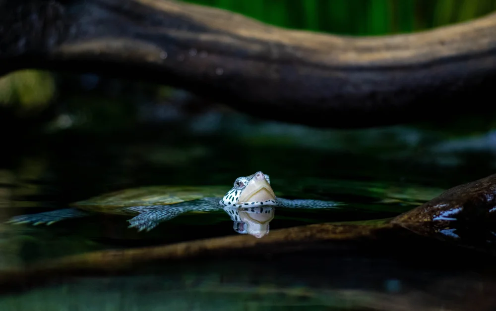 Turtle in Vivarium Paludarium