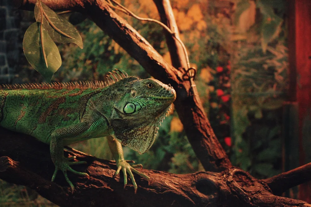 Terrarium Vivarium finished with Lizard Iguana