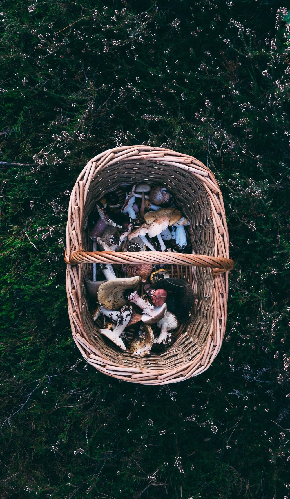 foraged mushrooms 