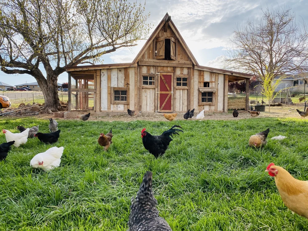 Free range chickens outside of coop connecting with nature through food