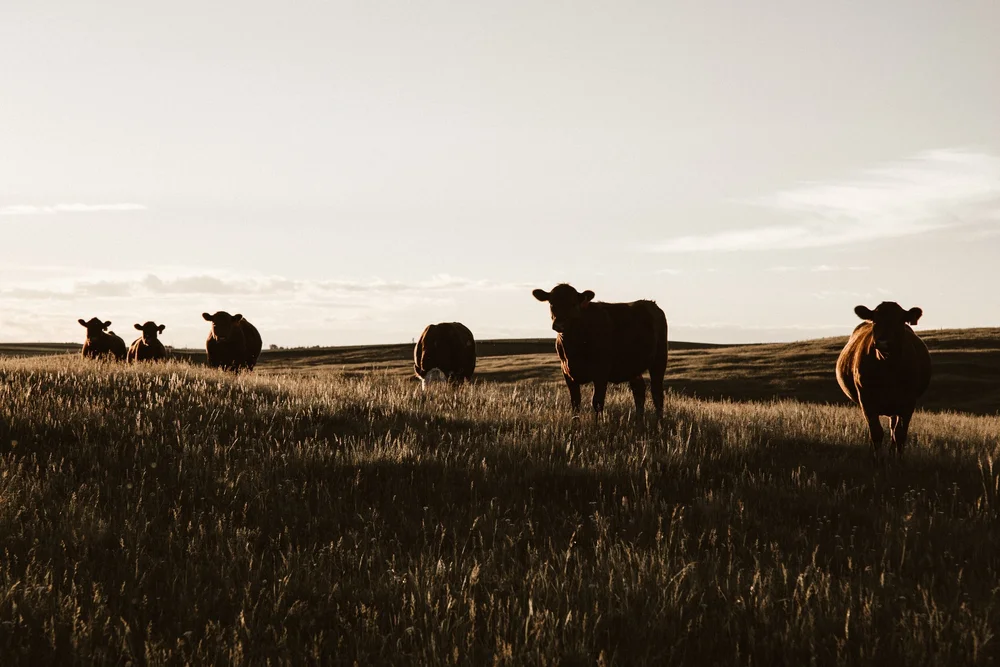 cows pasture raised grazing hills connecting with nature through food