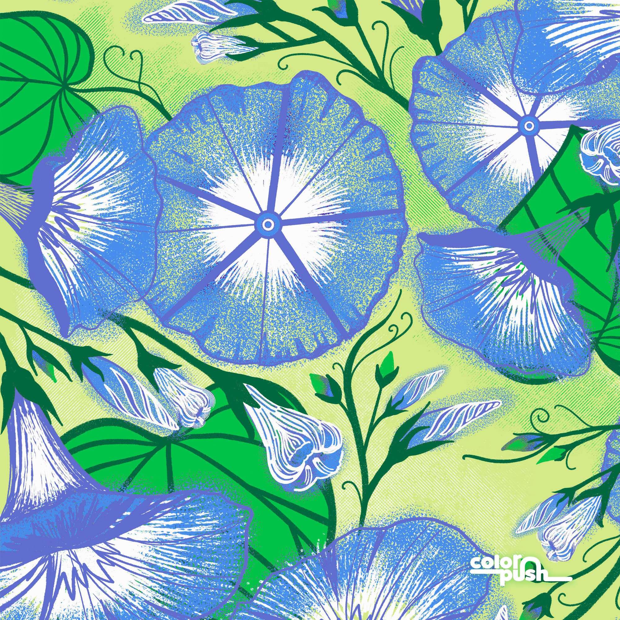 blue-morning-glories-by-colorpush-detail.jpg