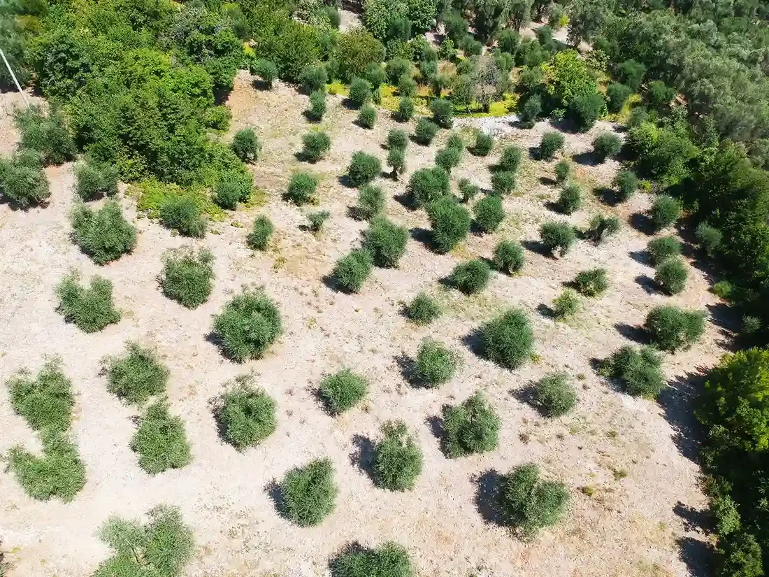 An aerial view of a landscaped area with small bushes or trees arranged in neat rows on a dry, sandy ground, surrounded by larger trees.