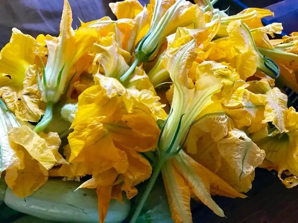 A bunch of bright yellow squash blossoms, some with green stems attached, grouped together.