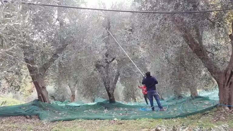 Two people are harvesting olives from trees in an olive grove, with green netting spread on the ground to catch the falling olives.