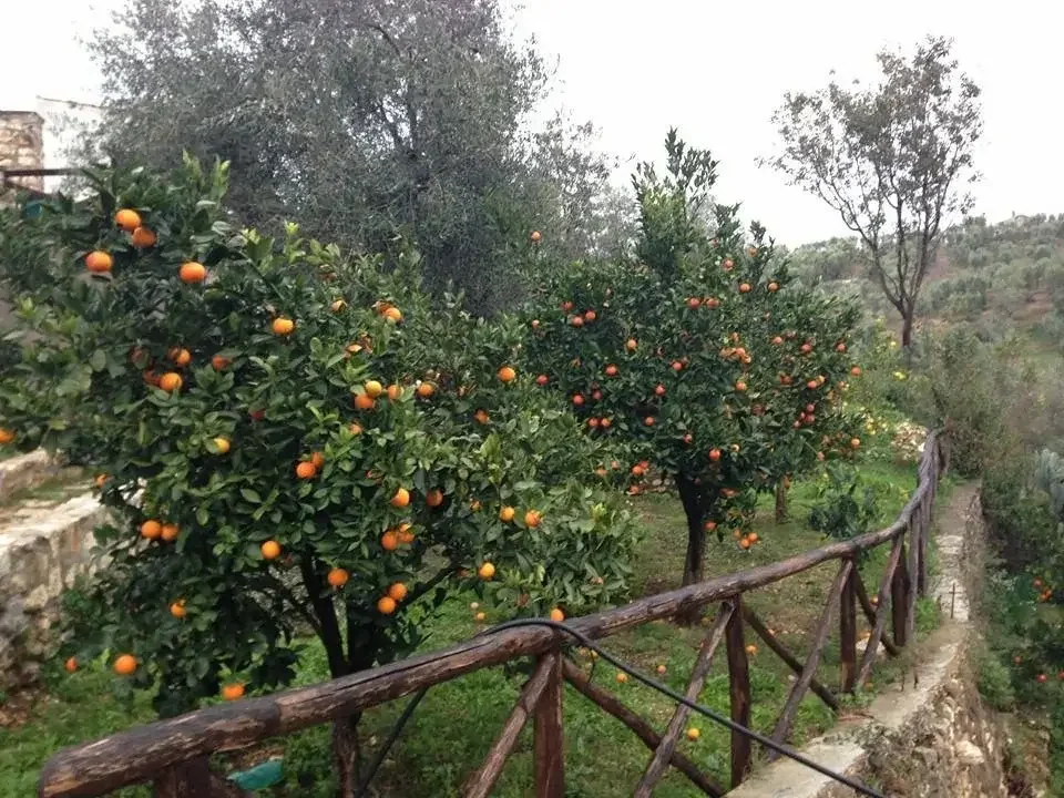 Orchard with orange trees bearing ripe fruit next to a rustic wooden fence and a sloping landscape with trees and hills in the background.