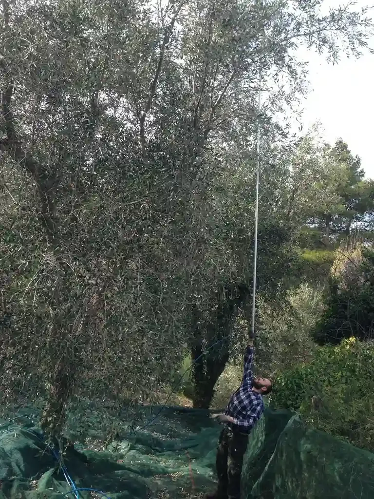 A man wearing a plaid shirt and face mask is working with a long pole and rope in an outdoor area with trees and bushes, possibly harvesting olives.