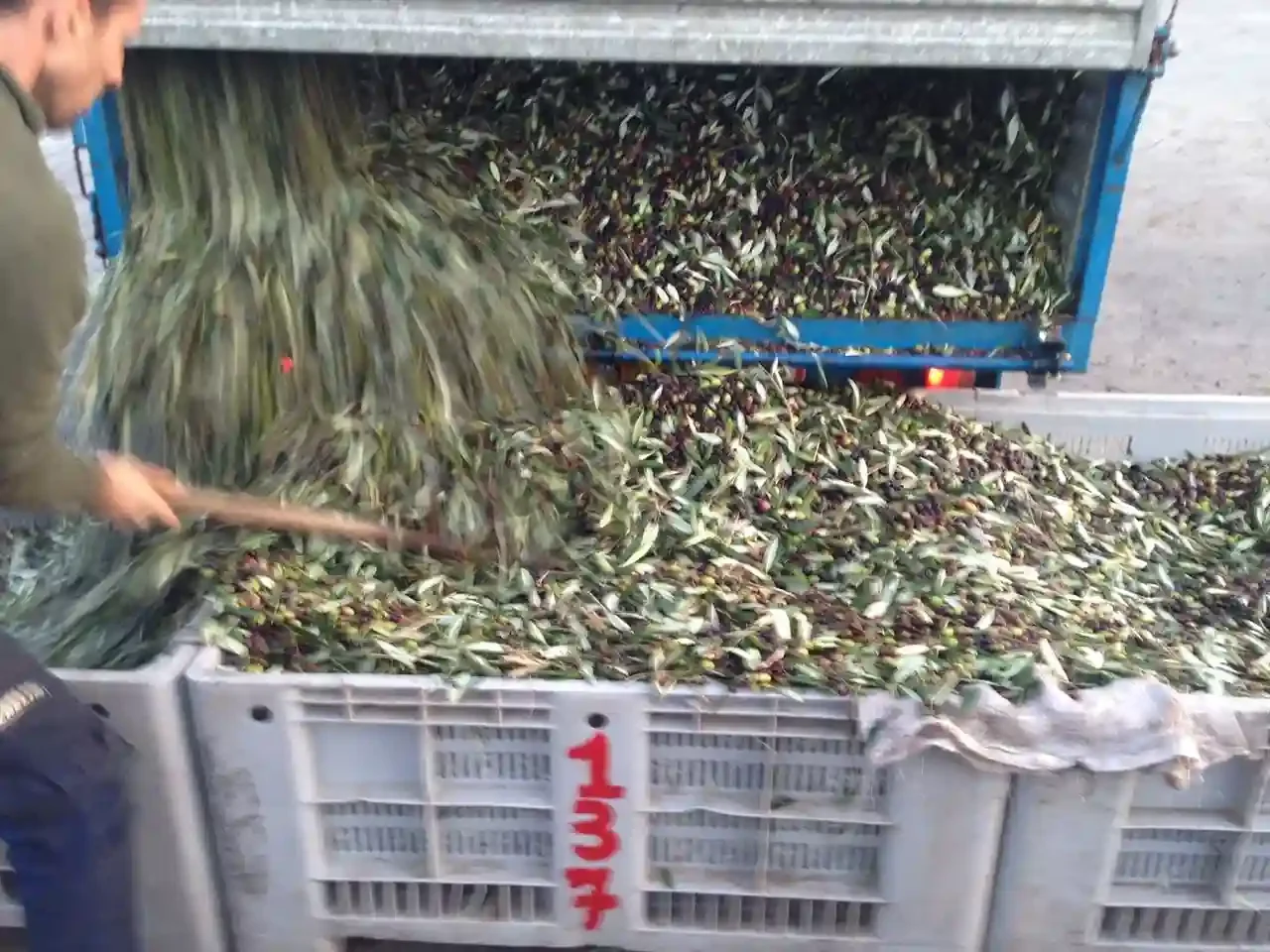 Person shoveling freshly harvested olives from a large plastic crate onto a flatbed trailer filled with olives.