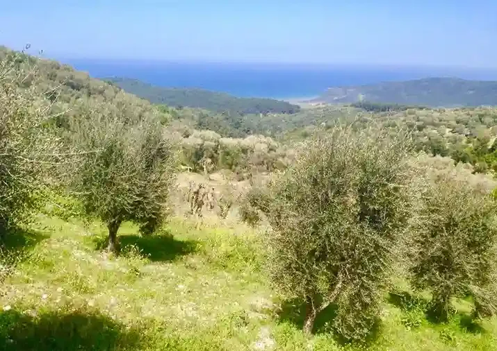 Hilly landscape with olive trees, green grass, and a view of the ocean in the distance on a clear day.