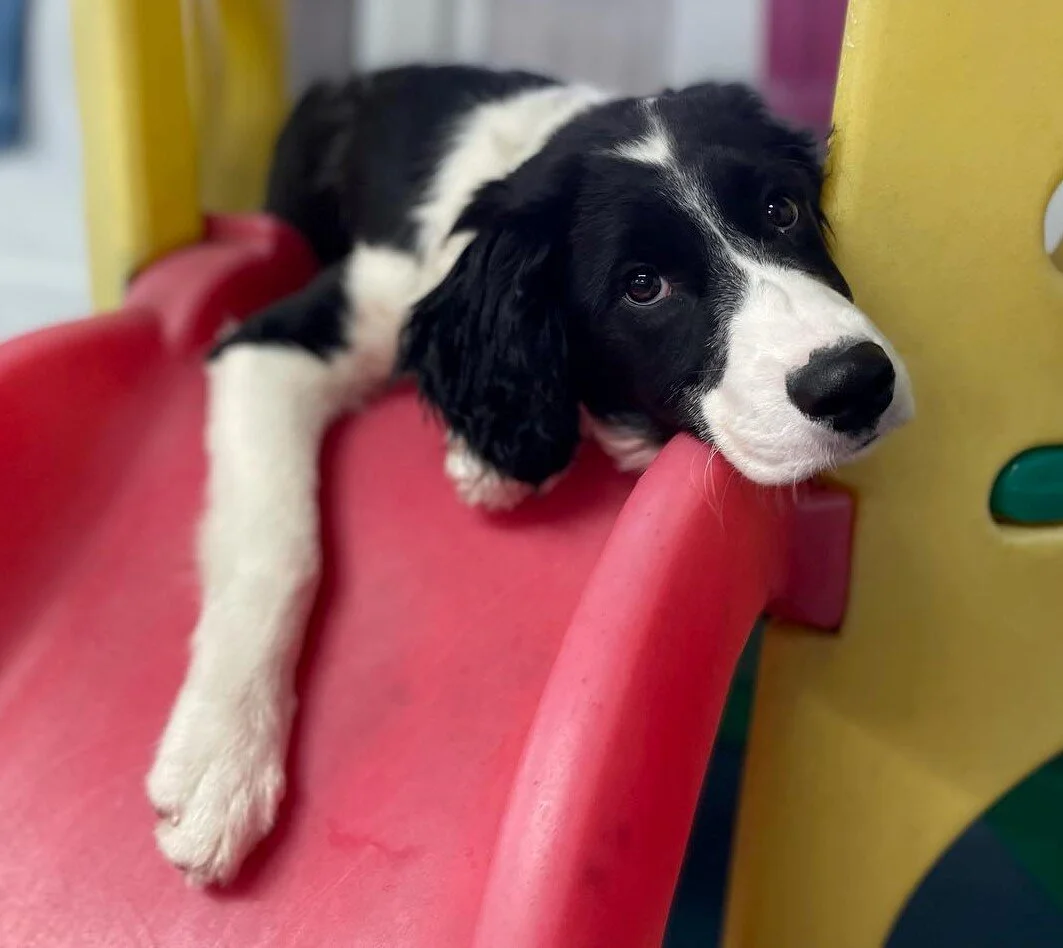 Paws to Play Canine Care Sheffield Dog Care Sheffield Doggy Day