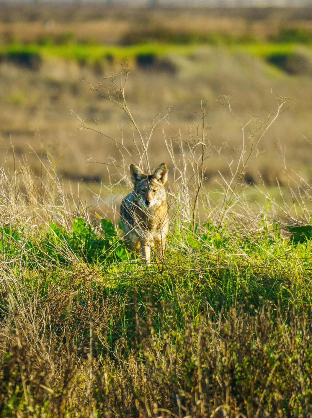 Adaptive Strategy — Data-Driven Real Estate Decisions