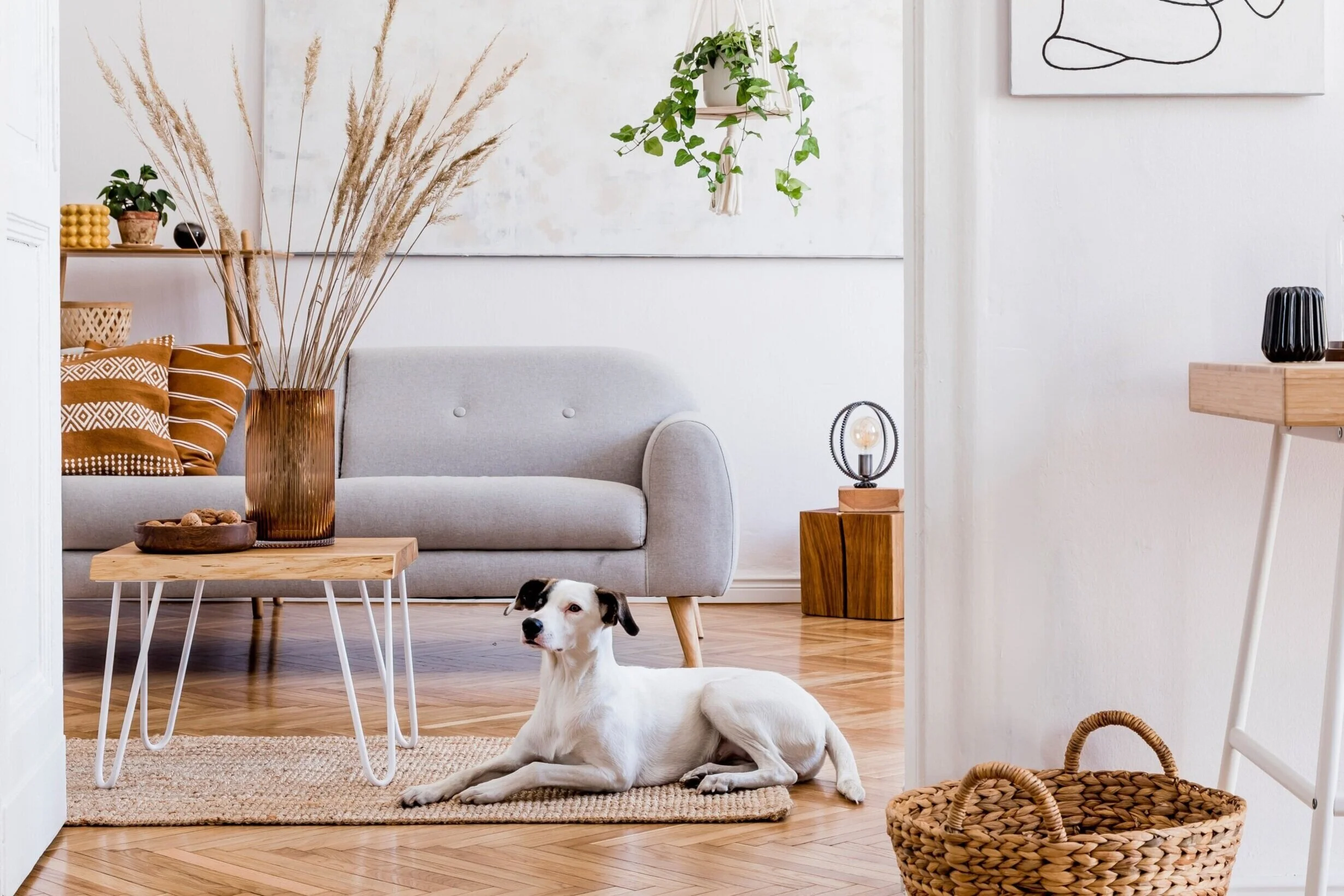 Dog relaxing in a stylish living room