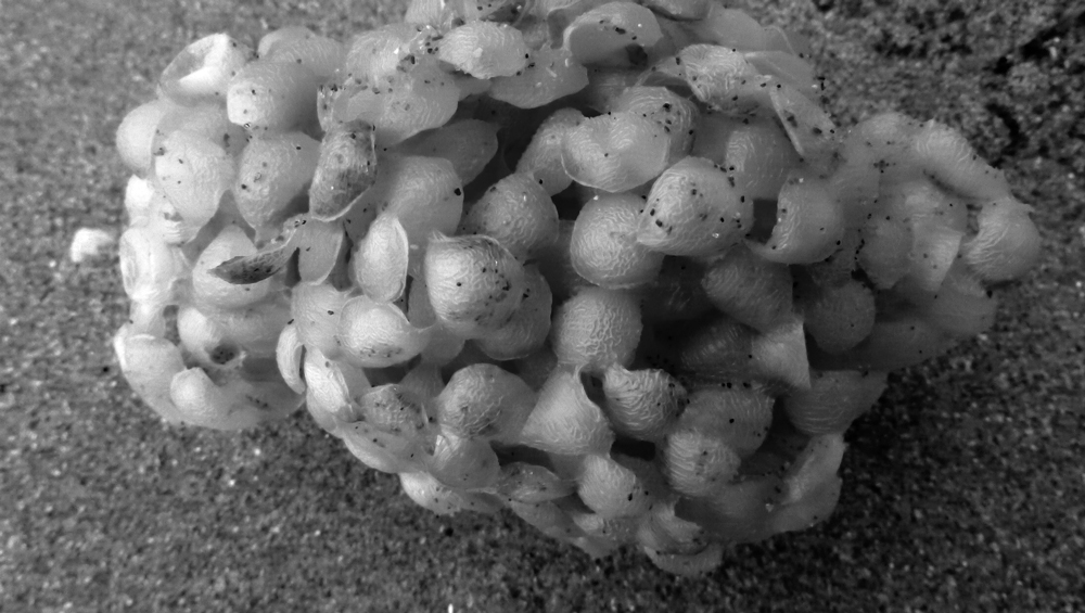 Ceramics_09_P1020601.jpg