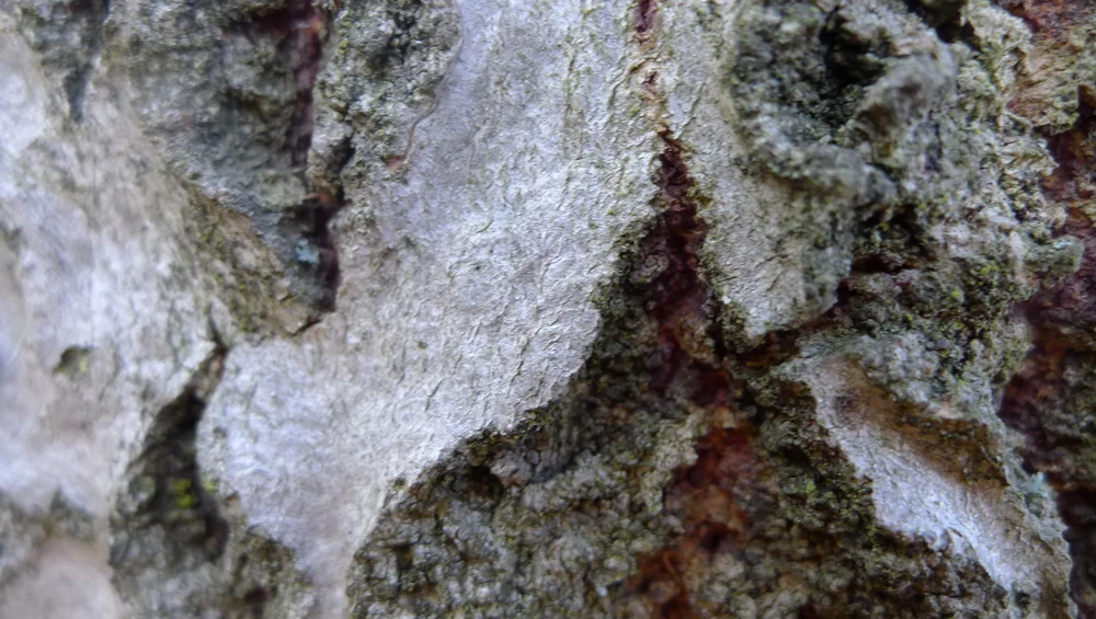 SeaTri_01_P1020784.jpg