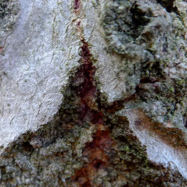 Found – textures from the sea (Broadstairs)