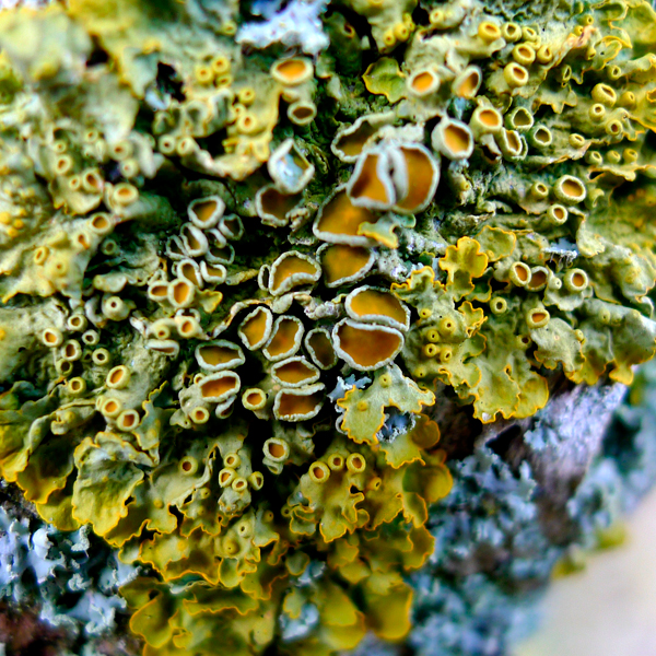 Found – textures, and shapes (tree)