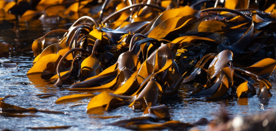 Application of Algae in Food Technology