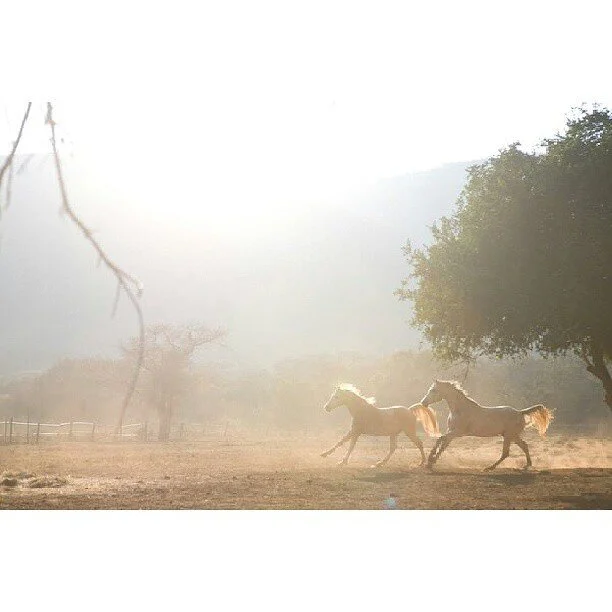 Two horses running on a dusty field with trees and fog in the background during sunrise or sunset.