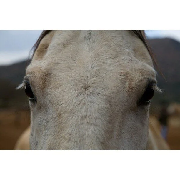 Close-up of a white horse's face with dark eyes and a blurred background.