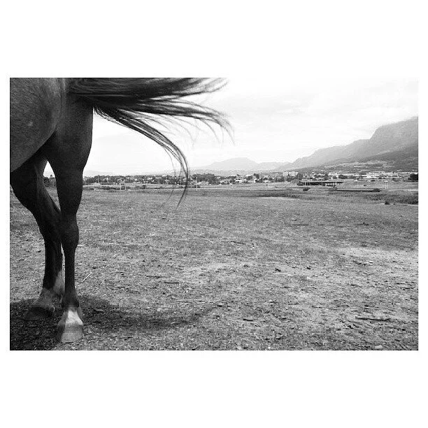 Partial side view of a horse on a dirt field with distant hills and a small town in the background, black and white image.