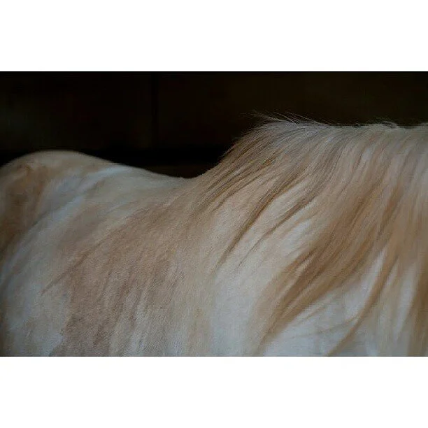 Close-up of a horse's off-white and light tan coat, with part of its mane visible.