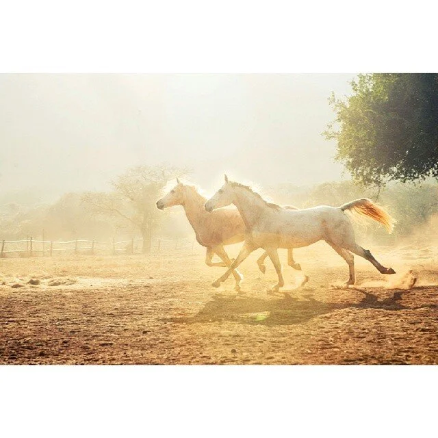 Two white horses running on a dusty field with trees in the background and sunlight shining through.