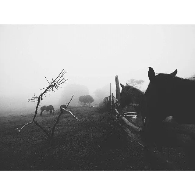 Black and white photo of a foggy farm scene with two horses by a wooden fence, a twisted tree, and a field with a few more trees in the background.