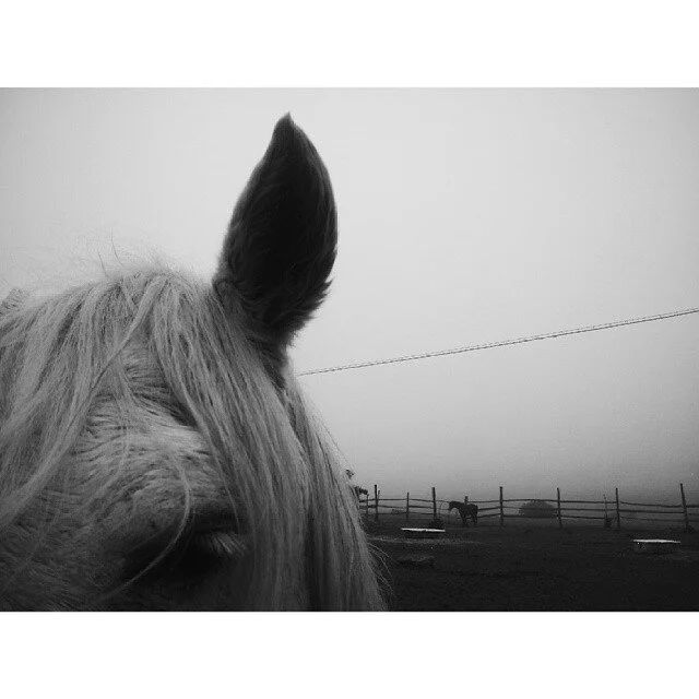 Close-up of a horse's head with a focus on its ear, in a pasture with other horses and a fence in the background, black and white photo.