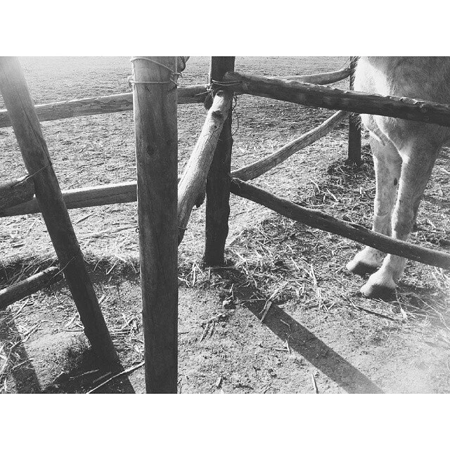 A black-and-white photo of a wooden fence surrounding a farm or pasture, with part of a horse visible on the right side.