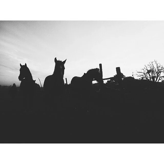 Silhouettes of three horses standing in a field at sunset with a fence and trees in the background.