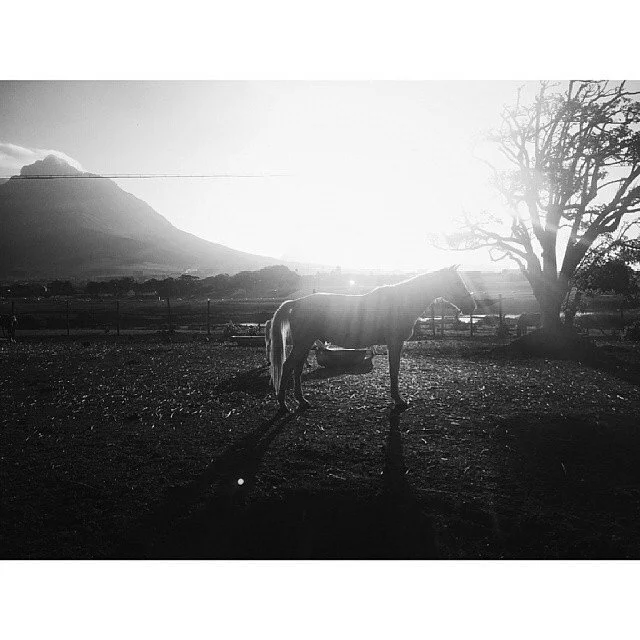 A horse standing on a farm at sunset with a tree and mountains in the background in black and white.