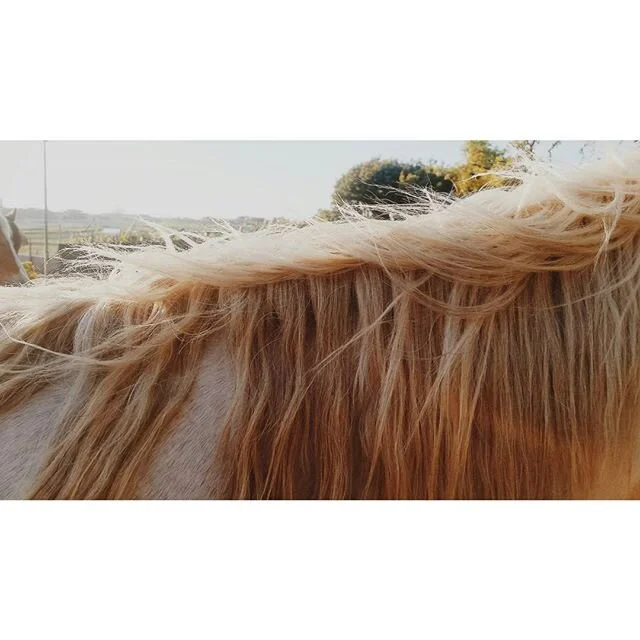Close-up of a horse's mane and part of its light-colored face with a grassy outdoor background.