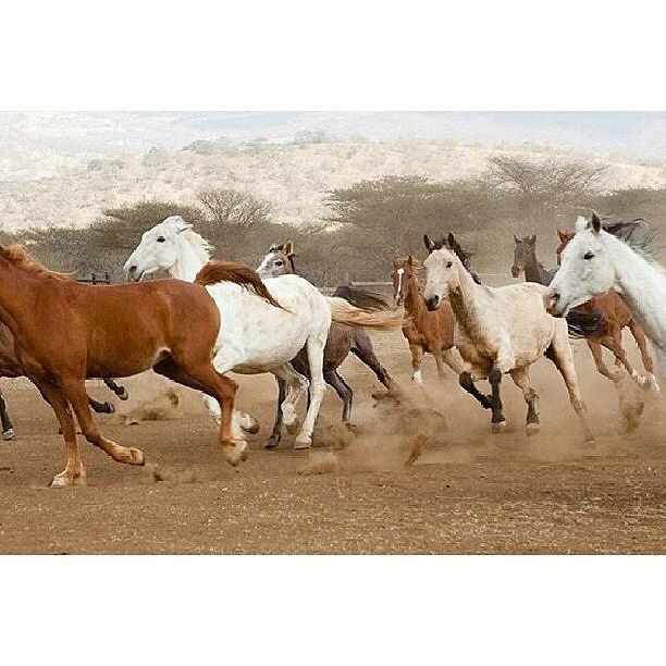 Group of horses running across a dusty landscape with sparse vegetation and hills in the background.