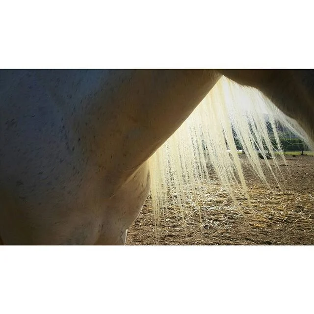 Close-up of a white horse's neck and flowing mane, with a background of dirt and a hint of a fence line.