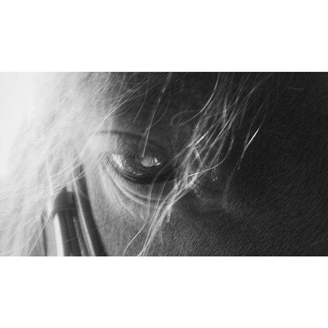 Close-up of a horse wearing a bridle, with hair partially covering their face, in black and white.