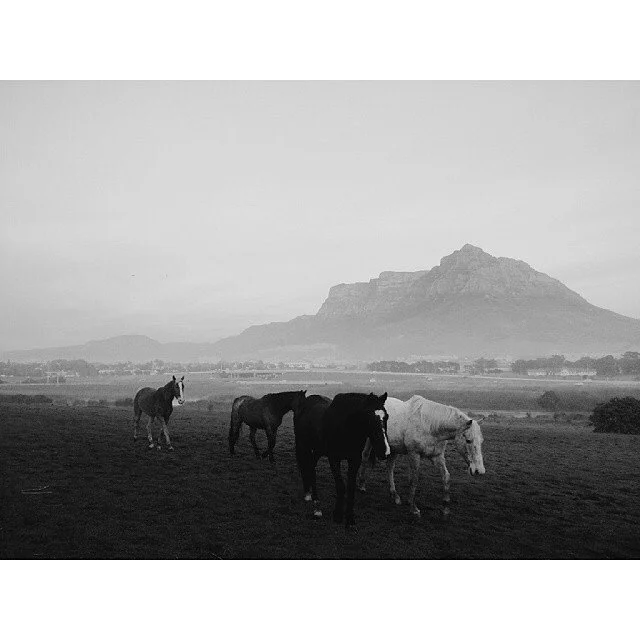 Five horses grazing on a field with a mountain in the background, in black and white.