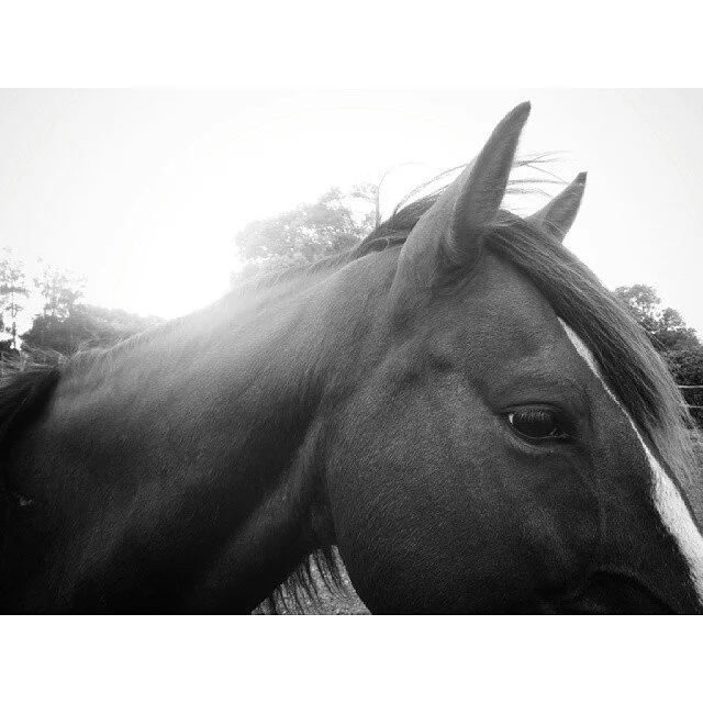 Black and white photo of a horse's head and neck, featuring a white stripe on its face, with trees and sky in the background.
