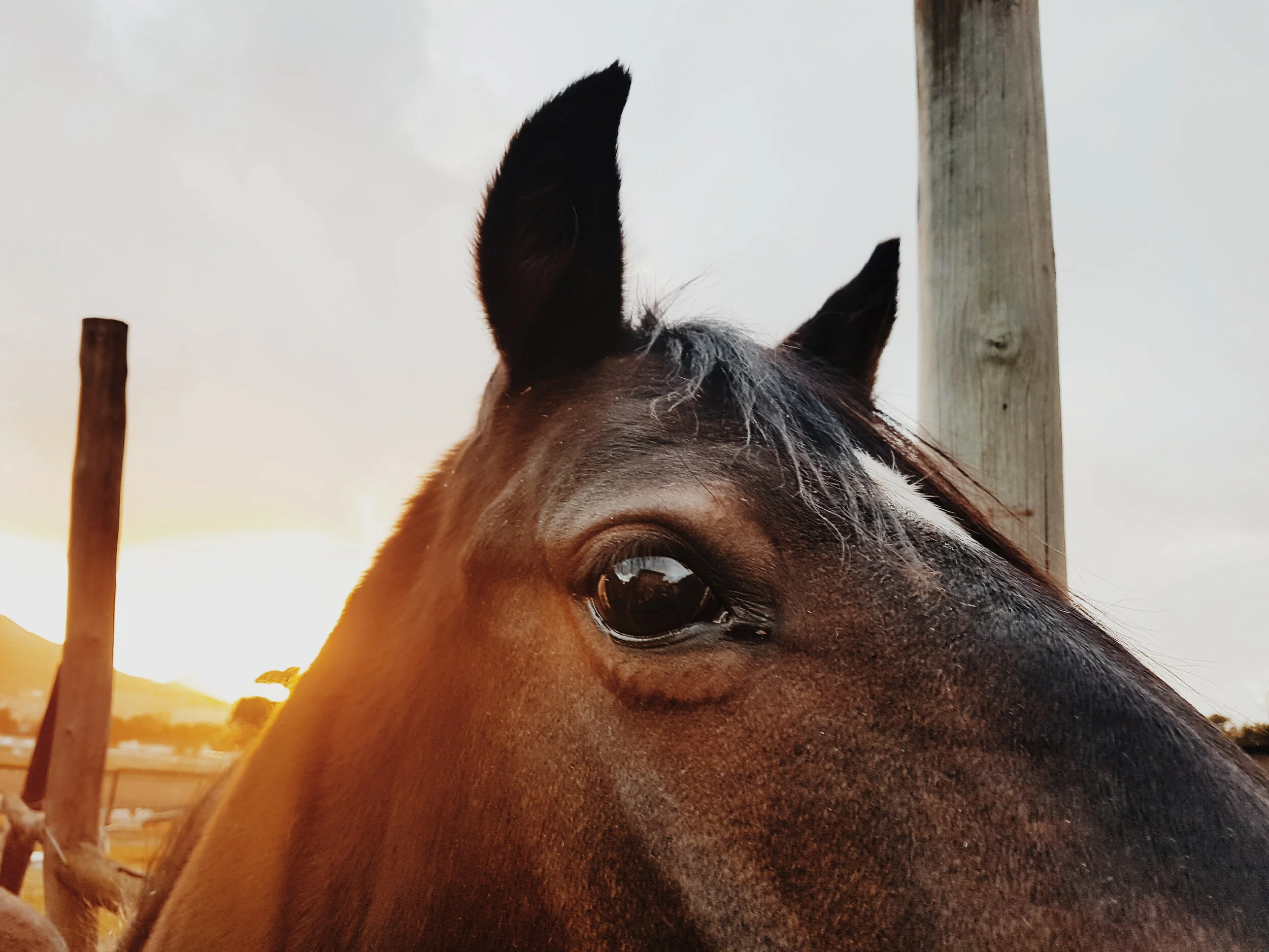 Close-up of a brown horse's face and eye, with a wooden post and a sunset in the background.