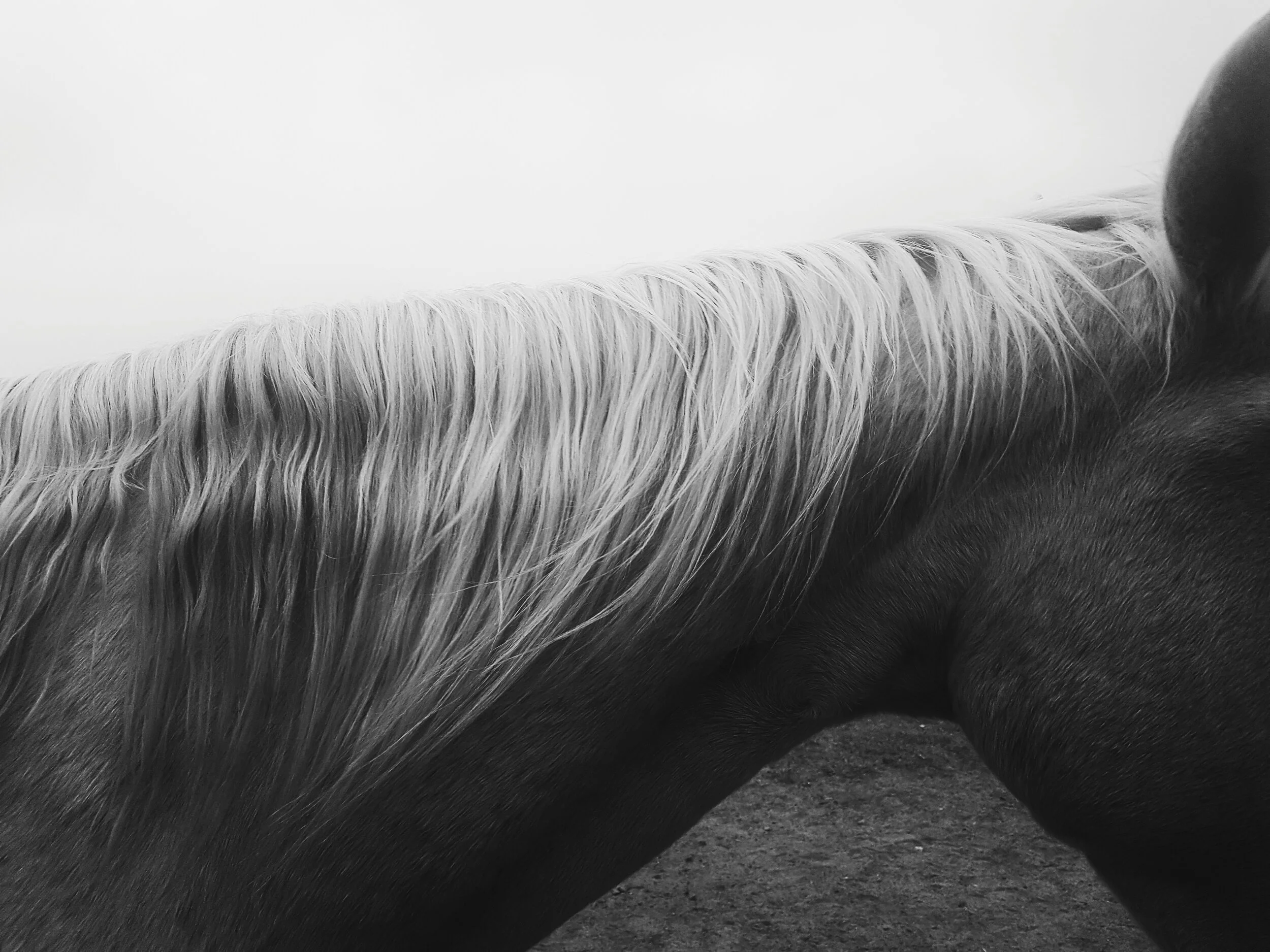 Close-up of a horse's neck and mane in black and white.