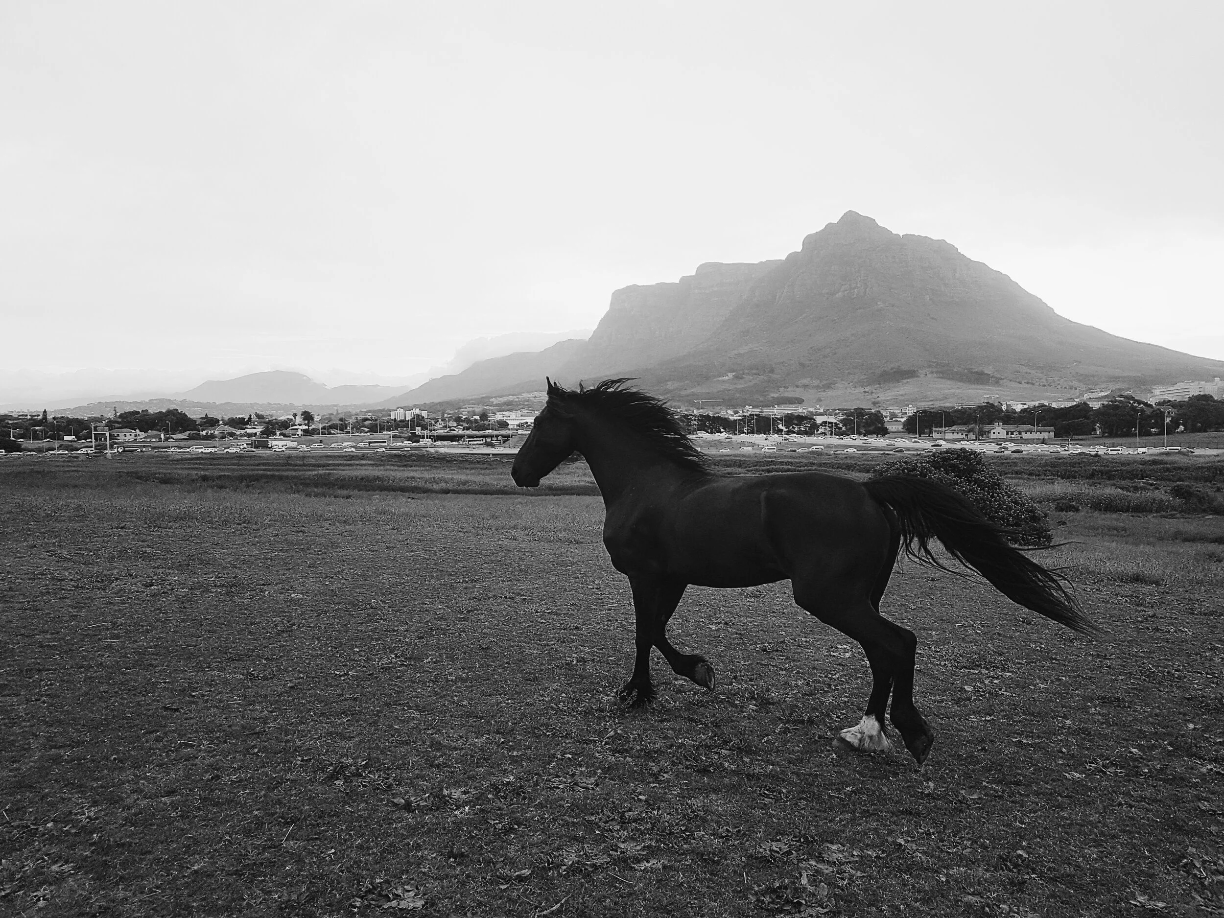 A black horse running on an open field with mountains in the background, in black and white.