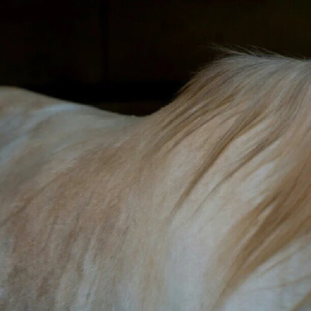 Close-up of a beige and white horse with long, silky fur resting on a surface.