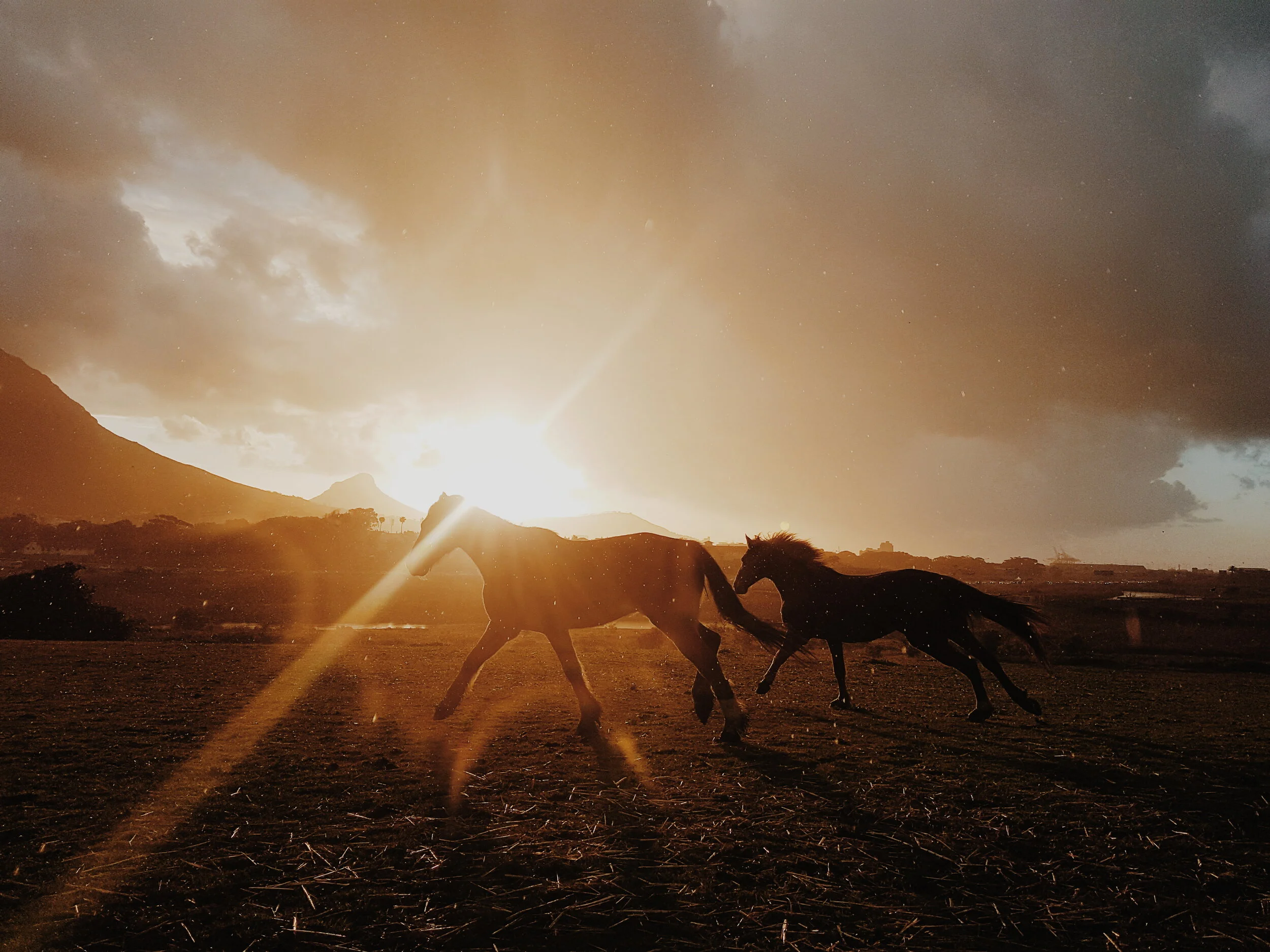 Two horses running in an open field during a sunset with dramatic dark clouds.