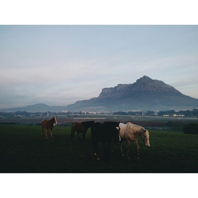 Four horses grazing on a field with a mountain and a cityscape in the background under a cloudy sky.