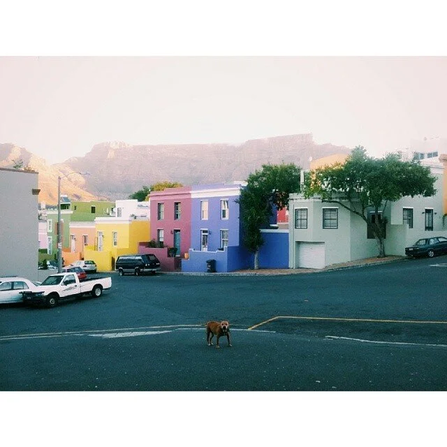 Colorful Bo-Kaap residential buildings with Table Mountain in the background and a dog standing on an empty parking street in the foreground.