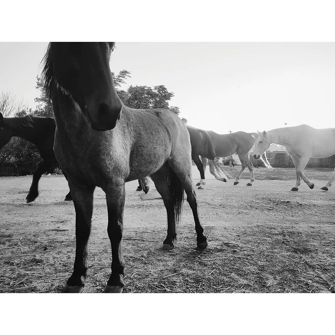 Group of horses in a dirt paddock, black and white photo, some grazing and standing, trees in the background.