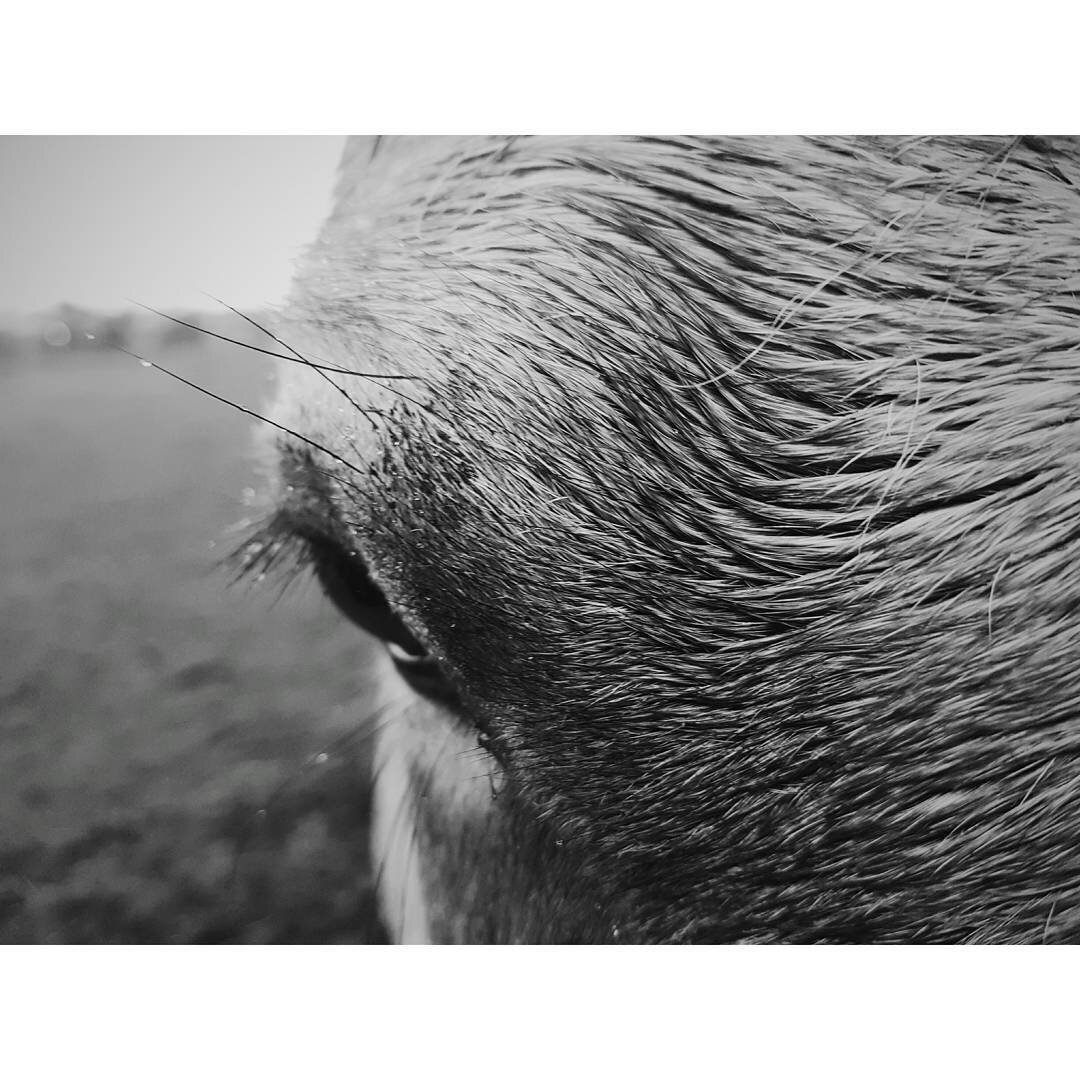 Close-up of a horse's face and eye in black and white.