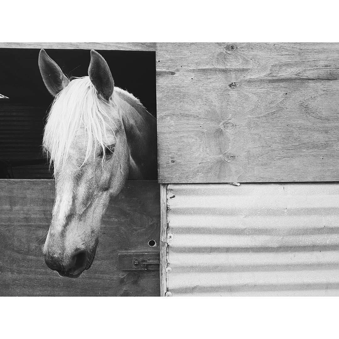 Black and white photo of a horse peeking over a wooden barn door, with a wooden wall and corrugated metal siding in the background.