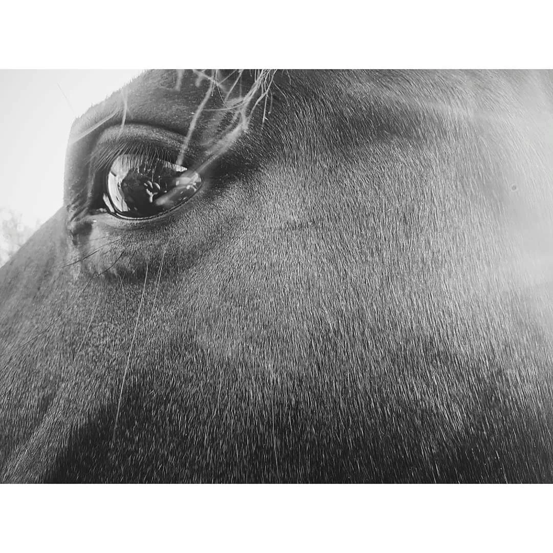 Close-up of a horse's face, focusing on its eye and smooth coat in black and white.