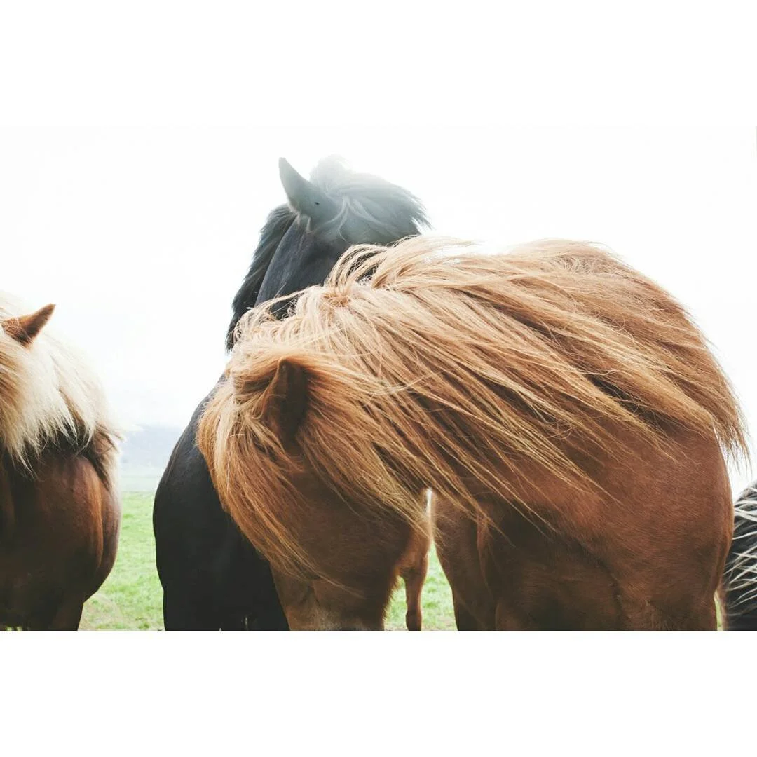 A group of Icelandic horses standing outdoors, with one brown horse in the foreground and others partially visible around it.