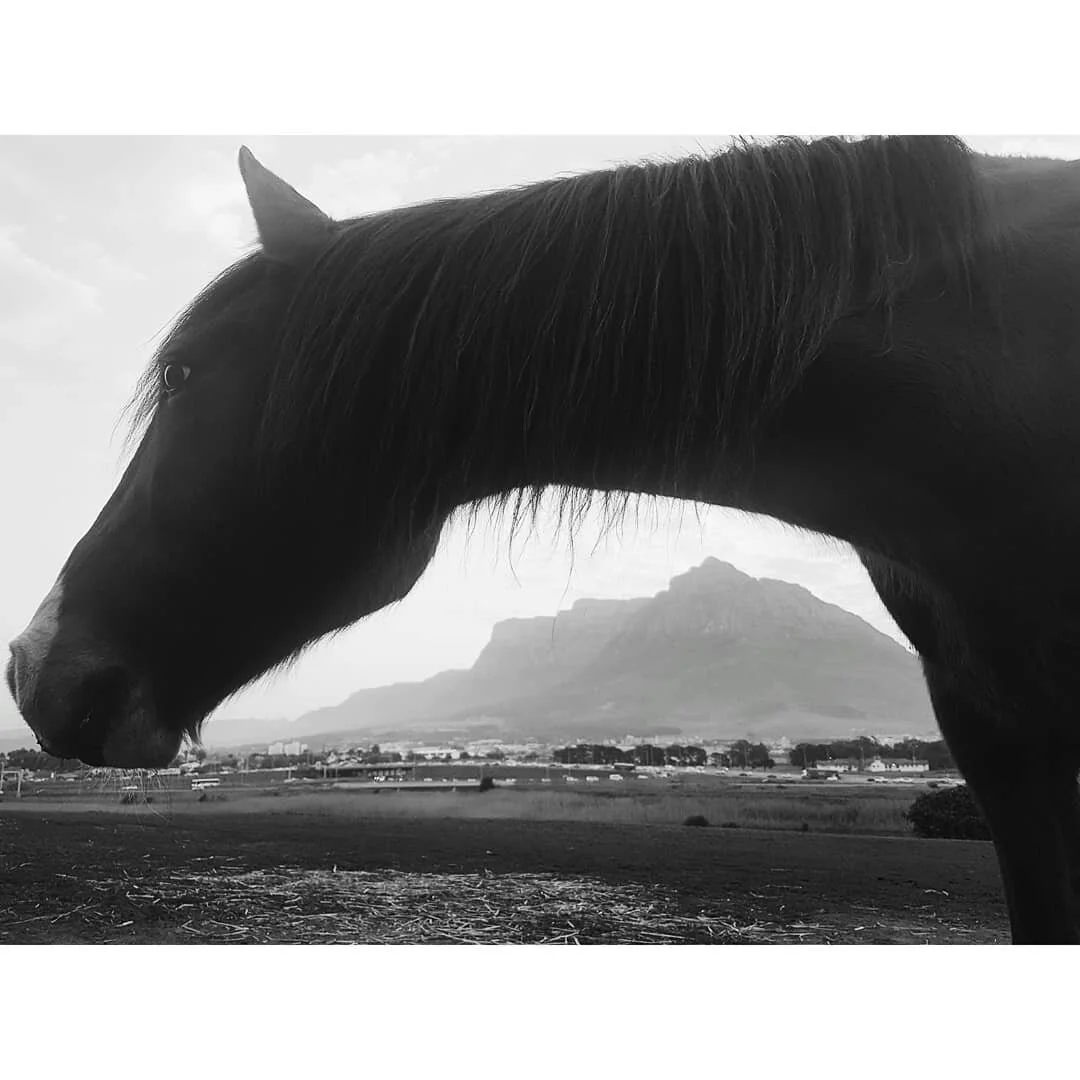 Close-up of a black horse's head and neck with a mountain and open field in the background, in black and white.